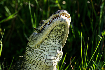 Image showing american alligator, viera wetlands