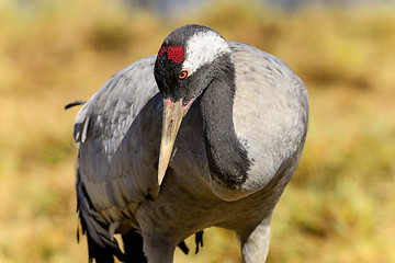 Image showing eurasian crane