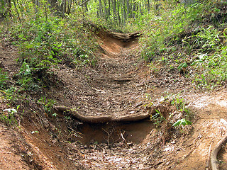 Image showing Path In The Forest