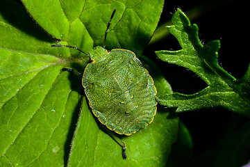 Image showing green shield bug, palomena prasina