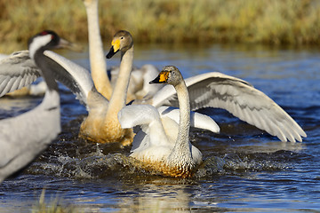 Image showing whooper swan