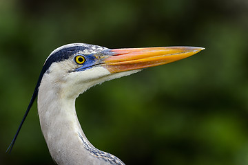 Image showing great blue heron