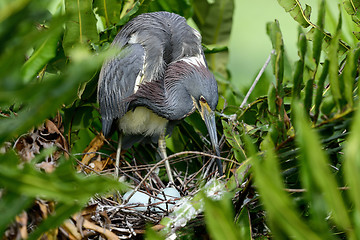 Image showing tricolored heron, wacodahatchee wetlands