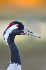 Image showing eurasian crane