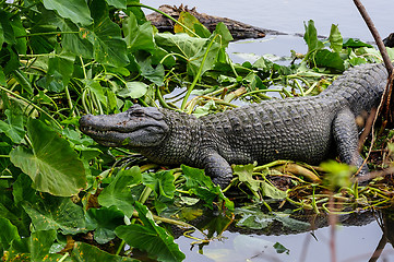 Image showing american alligator