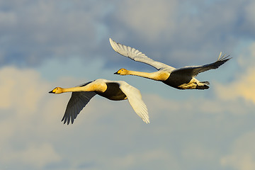 Image showing whooper swan