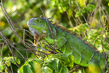 Image showing green iguana