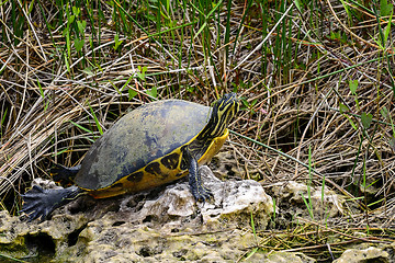 Image showing florida cooter, everglades