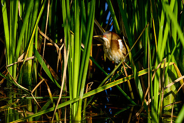 Image showing least bittern, viera wetlands