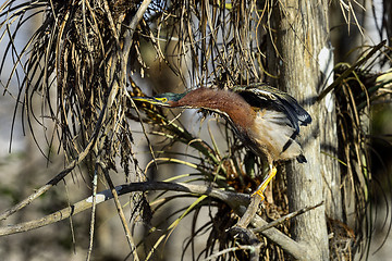 Image showing green heron