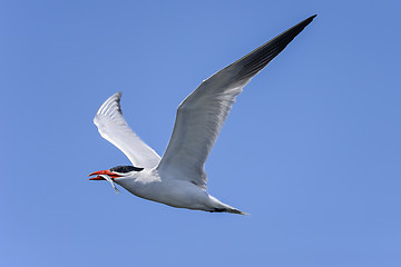 Image showing caspian tern, hydroprogne caspian, california