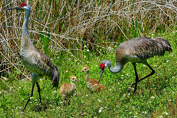 Image showing sandhill crane, viera wetlands