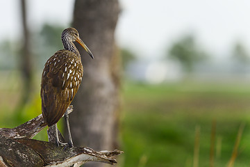 Image showing limpkin