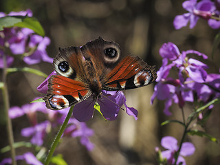 Image showing Peacock butterfly