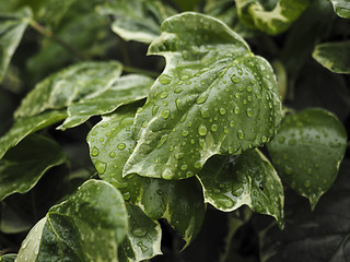 Image showing Green ivy Hedera with glossy leaves