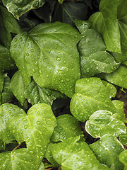 Image showing Green ivy Hedera