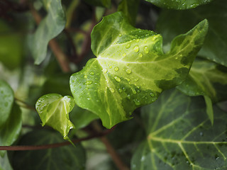 Image showing Green ivy Hedera