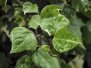 Image showing Green ivy Hedera