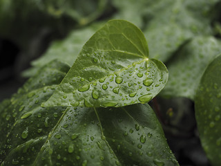 Image showing Green ivy Hedera with glossy leaves