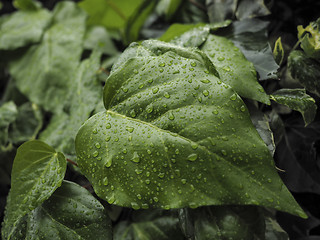 Image showing Green ivy Hedera with glossy leaves