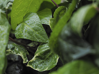 Image showing Green ivy Hedera