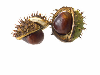 Image showing chestnut