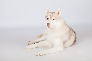 Image showing Siberian Husky dog