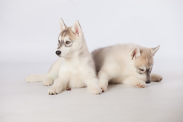 Image showing Siberian Husky puppies