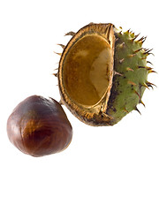 Image showing chestnut