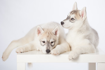 Image showing Siberian Husky puppies