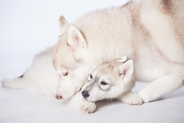 Image showing  Siberian Husky dogs