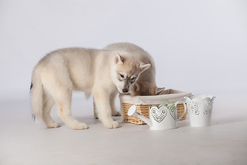 Image showing  Siberian Husky dogs
