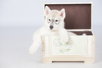 Image showing Siberian Husky puppy