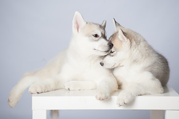 Image showing Siberian Husky puppies