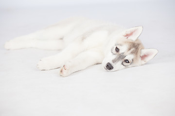 Image showing Siberian Husky dog