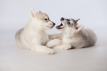 Image showing Siberian Husky puppies