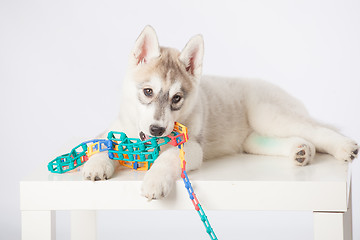 Image showing Siberian Husky puppy