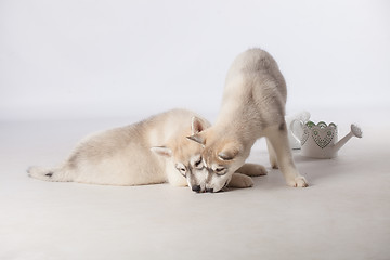 Image showing Siberian Husky puppies