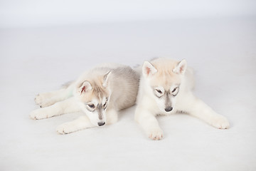 Image showing Siberian Husky dogs