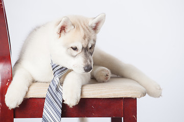 Image showing Siberian Husky puppy