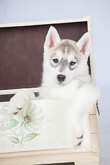 Image showing Siberian Husky puppy