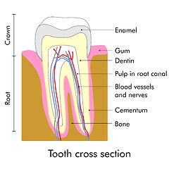 Image showing Tooth section