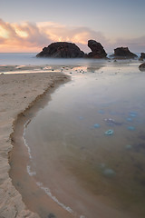 Image showing Blue Blubber jelliyfish at sunrise