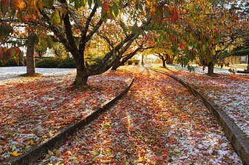 Image showing Autumn Ice