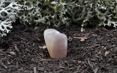 Image showing Fluorite on forest floor