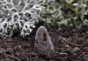 Image showing Cipolin on forest floor