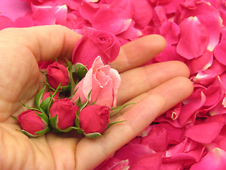 Image showing Pink rose buds in an open hand on background with petals