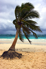 Image showing seaweed and coastline in playa paradiso mexico