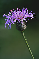 Image showing  scabiosa jacea