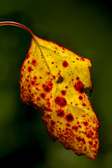 Image showing yellow autumn leaf